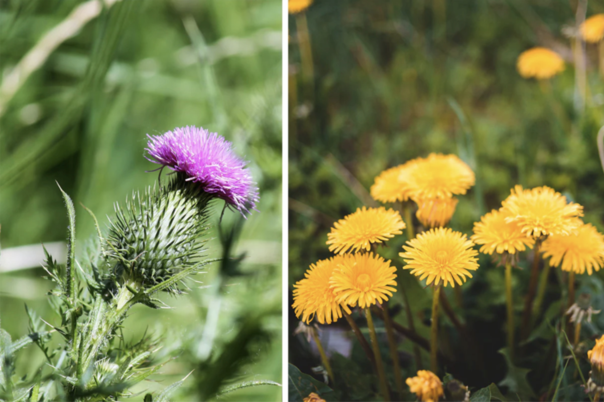 Dandelion Root and Milk Thistle Tea Benefits: Why These Herbs Are Used for Liver Support