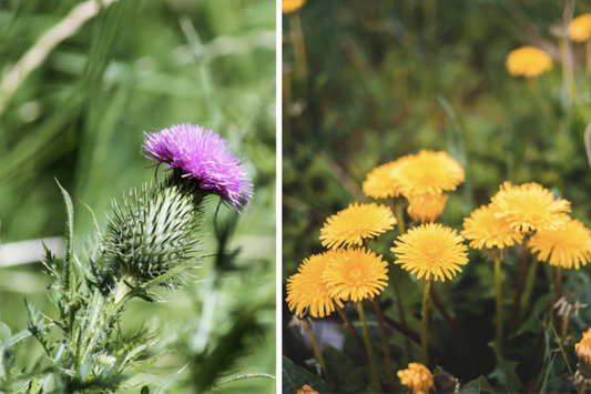 Dandelion Root and Milk Thistle Tea Benefits: Why These Herbs Are Used for Liver Support