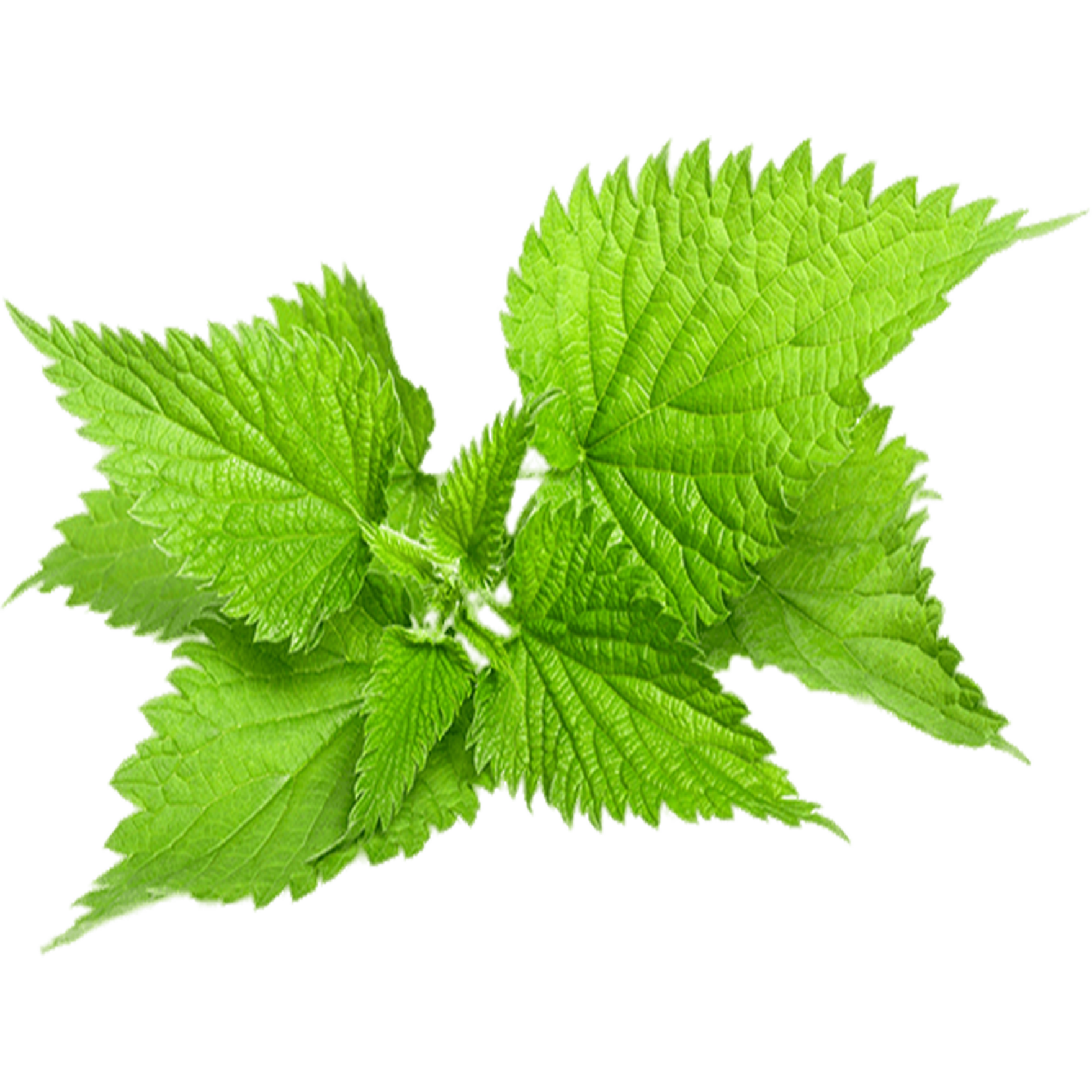 <h3><strong>Nettle</strong></h3>
