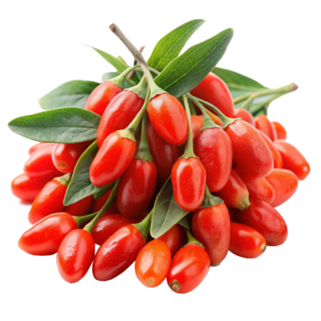 <h3><strong>Wolfberry</strong></h3>